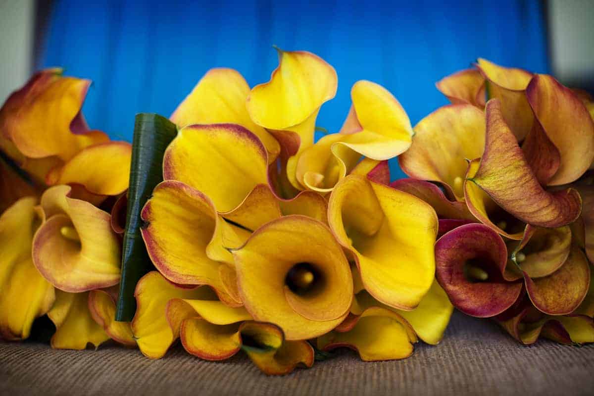 Colourful Caribbean bouquets