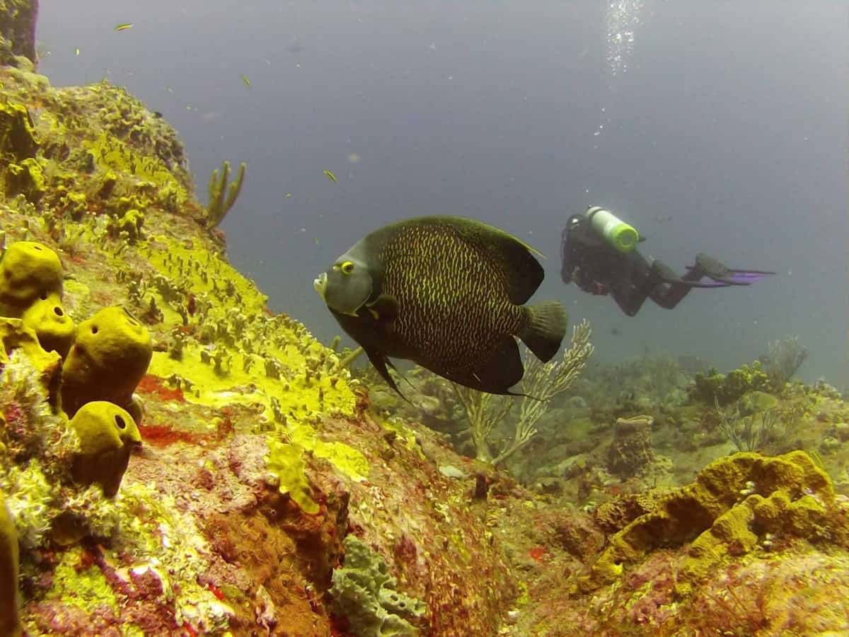 Saba underwater