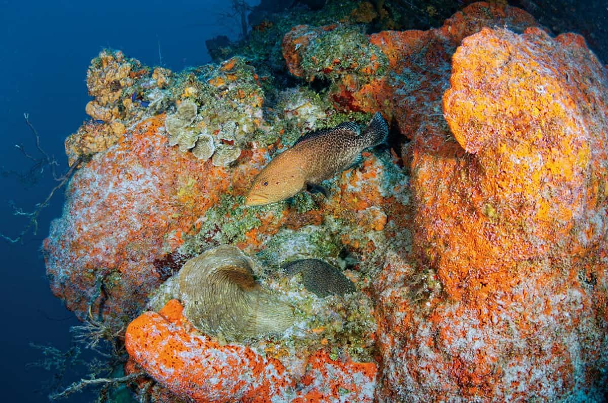 Turks and Caicos underwater
