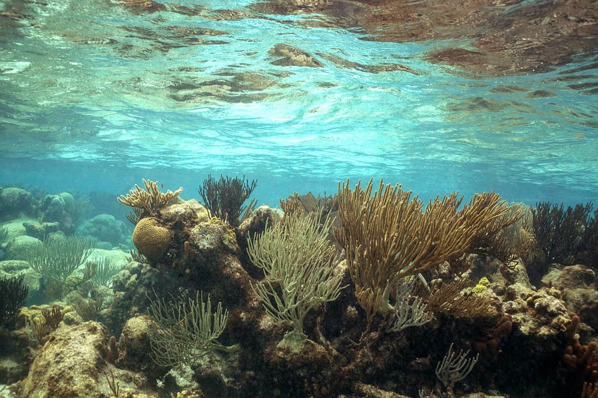 Reef in Grand Cayman