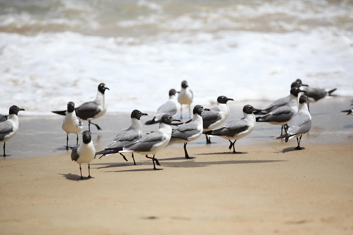 seabirds in tobago
