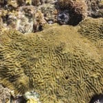 coral reef saint lucia