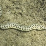 eel in saint lucia