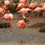 flock of flamingoes