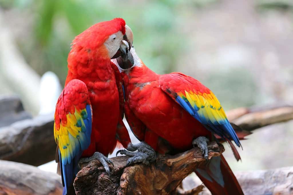 parrots at xcaret