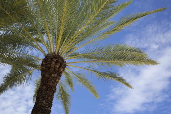 Westin Grand Cayman
